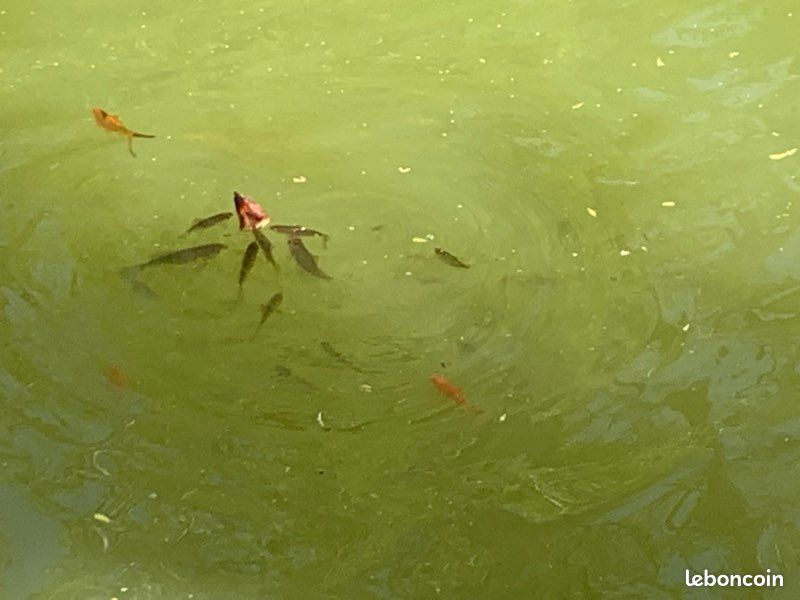 Poissons de bassin/ mare (image 2)