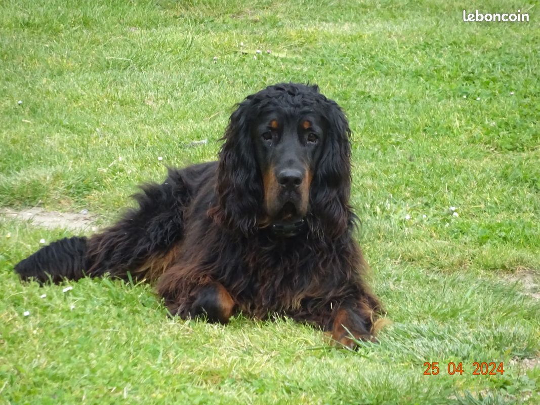 Setter gordon pour saillie (image 2)