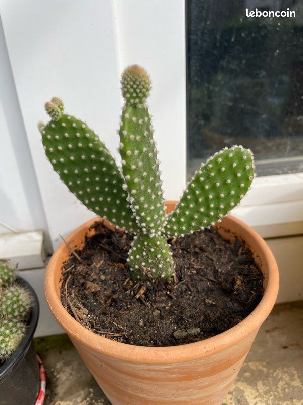 Cactus diffrentes varits et diffrentes tailles - Jardin & Plantes