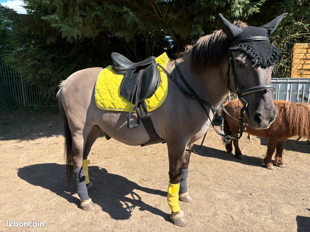 Promotions Équitation - Matériel à Prix Réduits