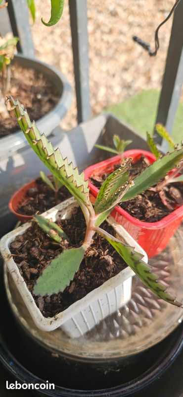 Plante verte d'extérieur Kalanchoe (image 1)