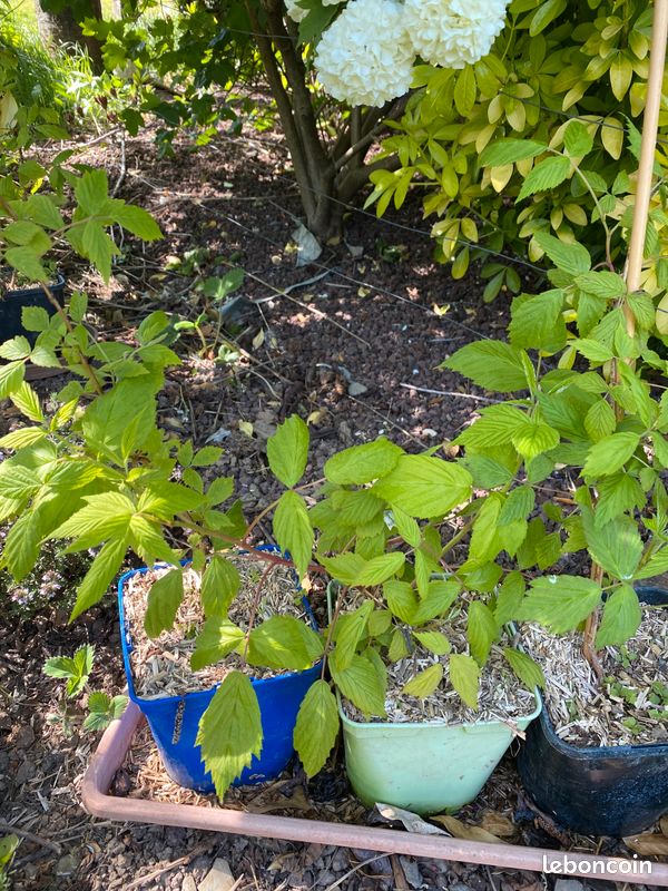 Pieds de framboisier en pot* pieds de fraisier (image 3)