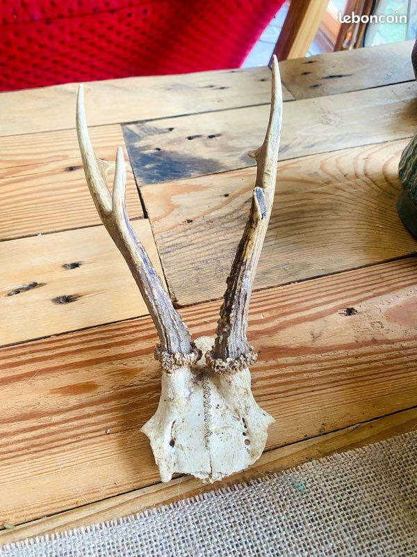 Crâne De Chevreuil Naturel Avec Cornes - 16cm (corne 18,5cm) - Décoration Vintage
