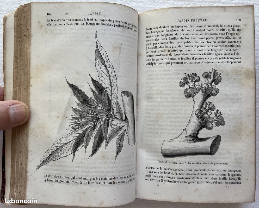 Maison rustique des dames tome 2 par Mme Millet Robinet fin 19ème siècle (image 6)