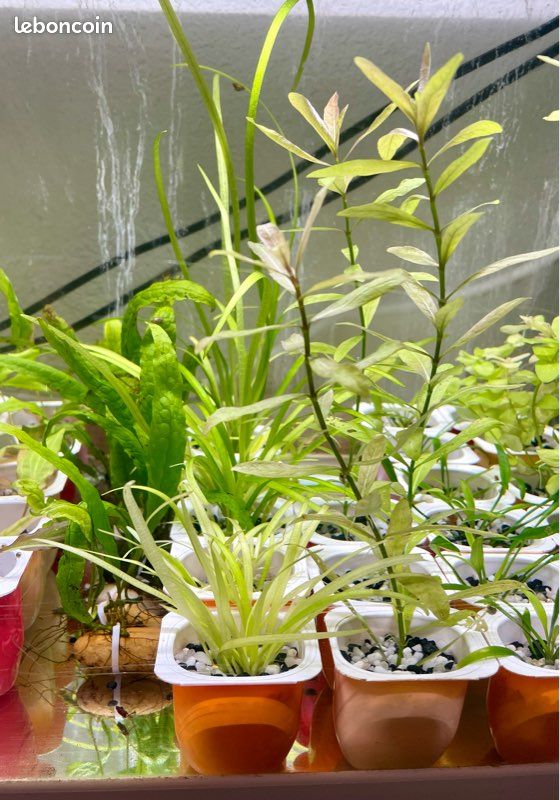 Plantes aquarium (image 2)