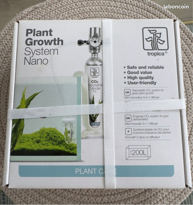 where can you buy eucalyptus plant Garden Eucalyptus Tree | 24