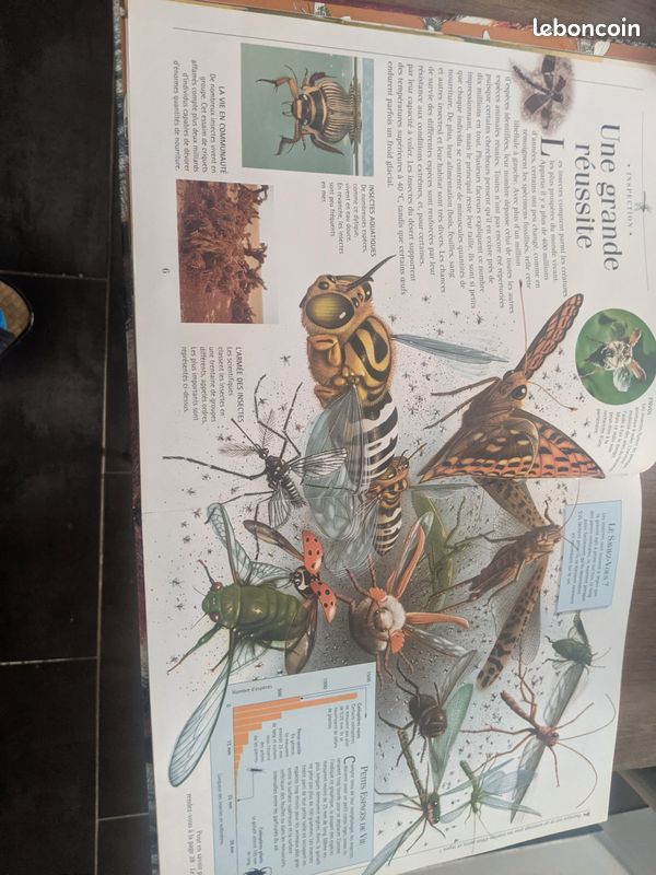 Livre "Insecte et araignée" (image 4)