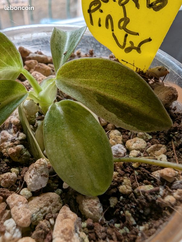 plant wandering jew purple Tradescantia zebrina Violet Wandering Dude main image 1