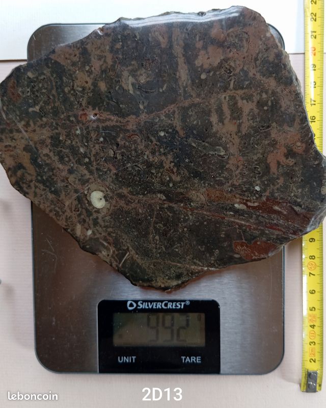 Ammonites et orthocéras : fossiles en plaque polie . 187 mm (image 9)