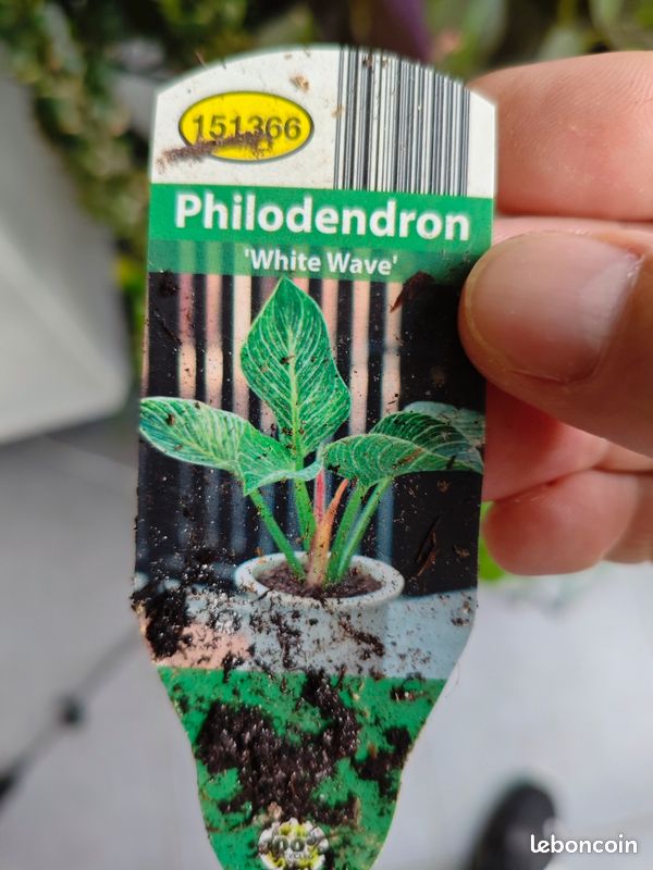 Philodendron (image 3)