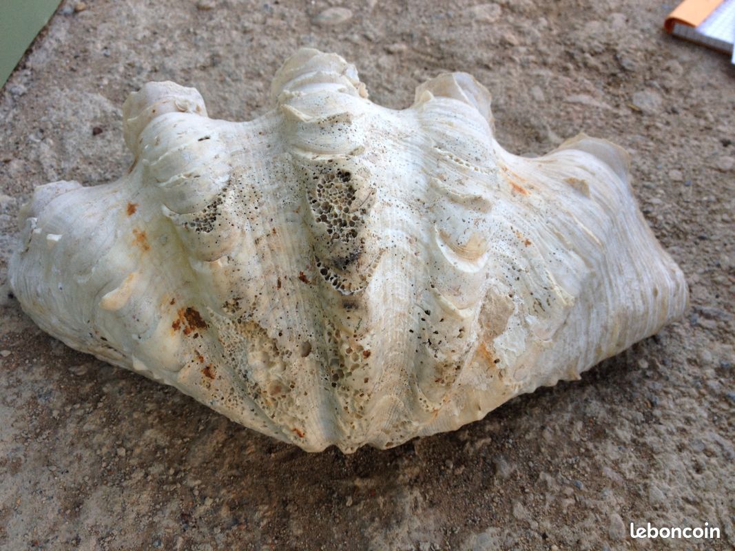 Demi-coquillage (image 3)