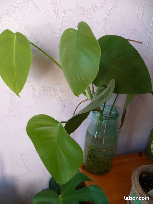 Bouture bien racinée de philo monstera Dijon- 1 (image 1)