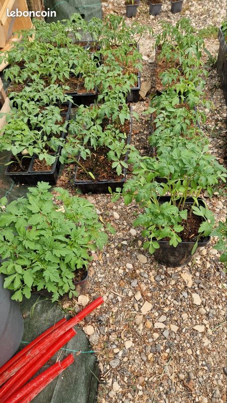 Tomates Marmande (image 1)