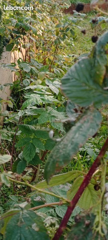 Beaux pieds de framboises (image 5)