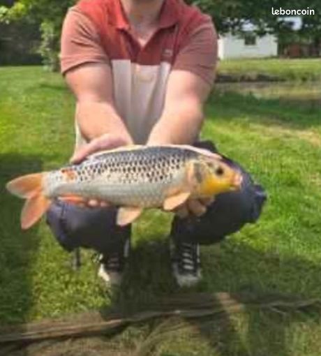Etang de pêche (image 7)