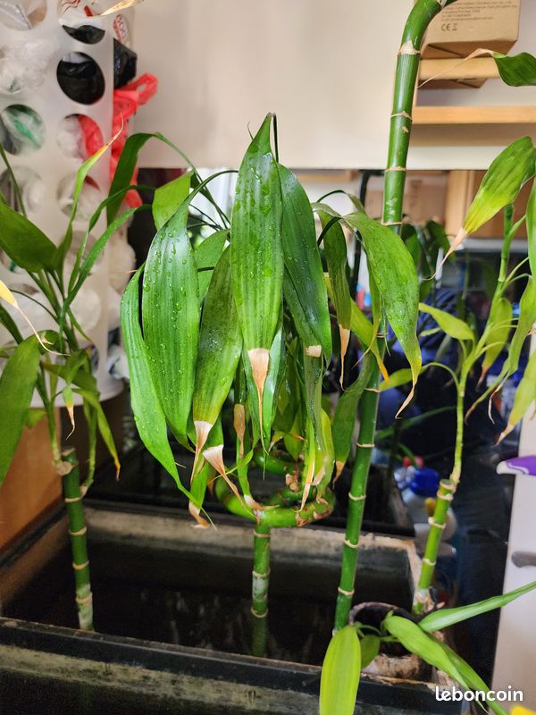Grand Lucky Bamboo (Bambou porte-bonheur) 128 cm (image 8)