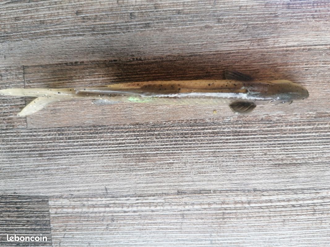 Article de pêche leurre split tail minnow storm neuf (image 3)