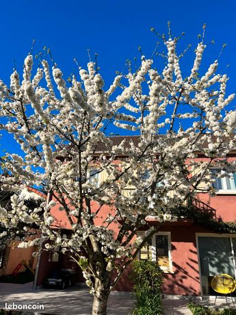 Maison a louer arcueil - 6 pièce(s) - 146 m2 - Surfyn