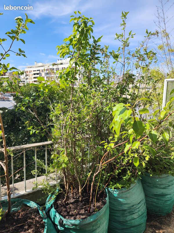 Arbres fruitiers et plantes aromatiques, de 15 à 40 en fonction de la taille (image 7)