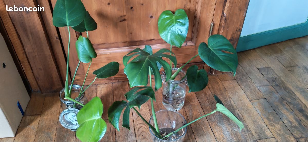 Monstera deliciosa d'occasion - Jardin & Plantes - leboncoin