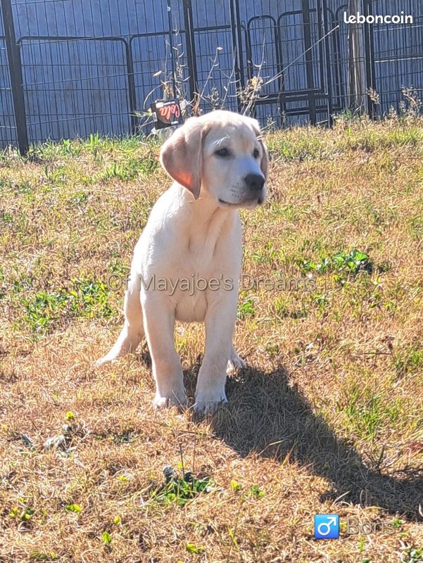 Magnifiques chiots Labrador Retriever Lof disponibles (image 1)