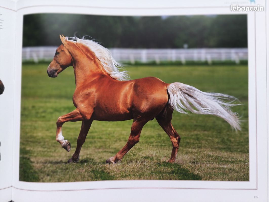 Livre geo les chevaux (image 4)