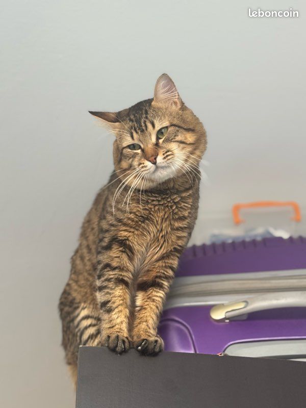 Chat à donner (image 1)