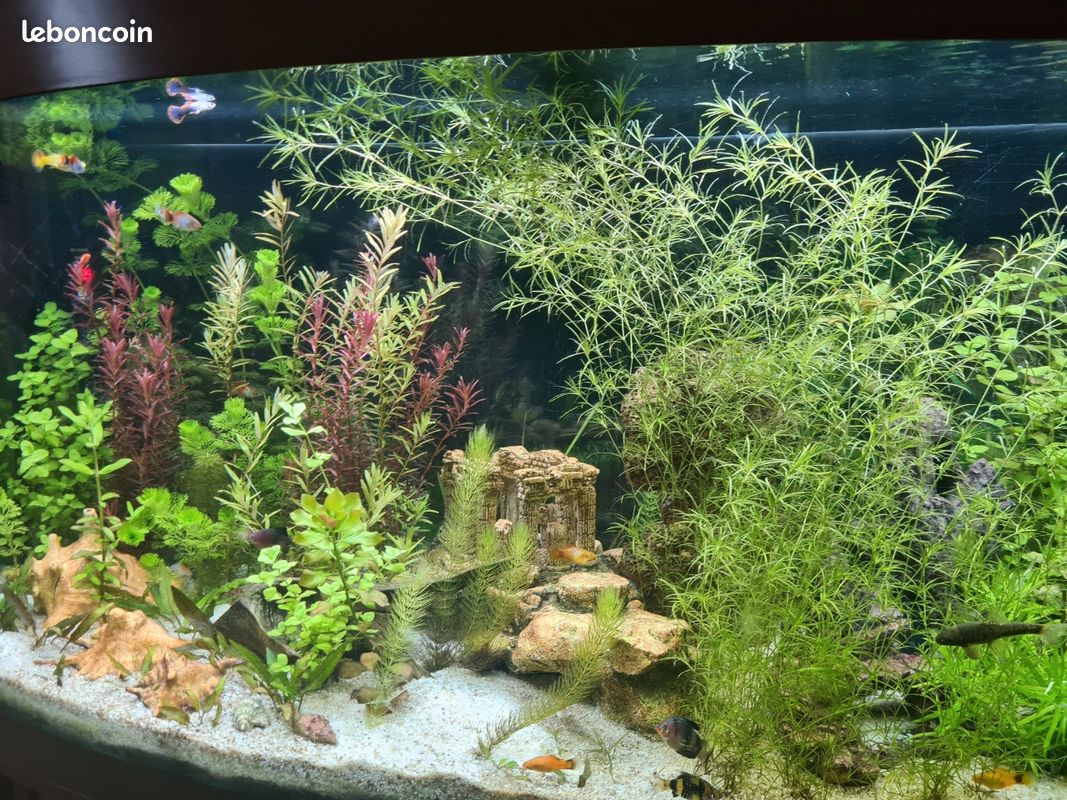 Plantes Aquarium (image 2)