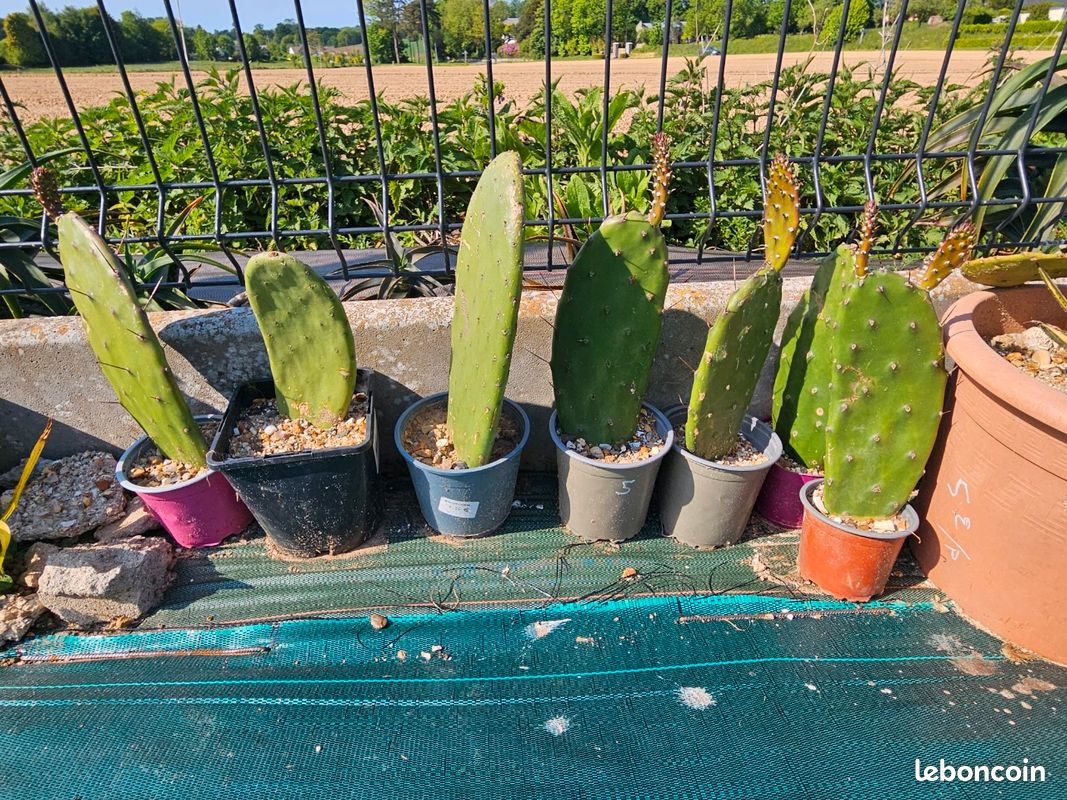 Raquette cactus - Jardin & Plantes