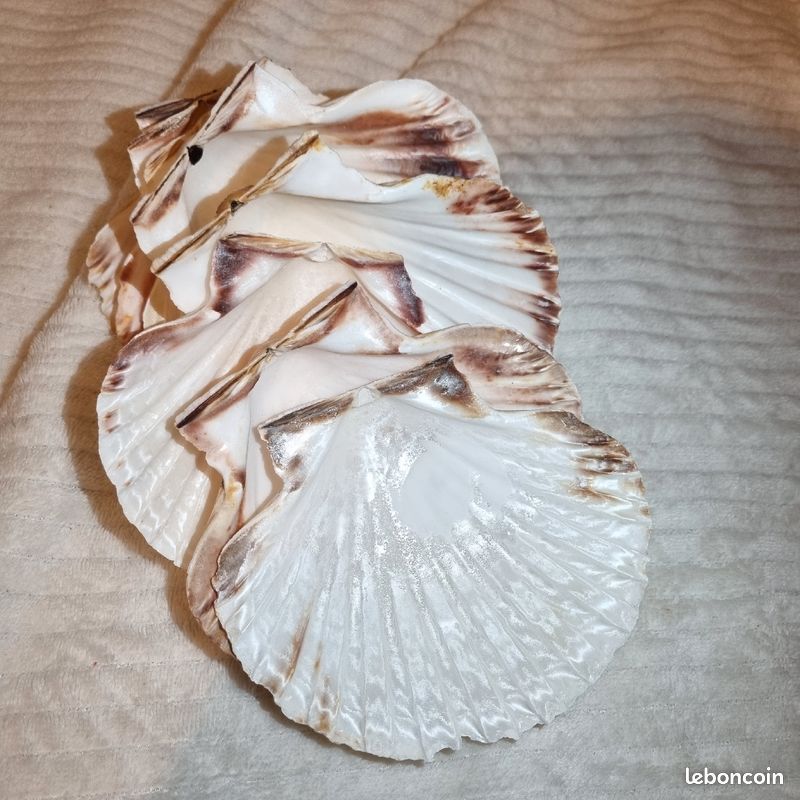 Coquille St Jacques vide (image 1)