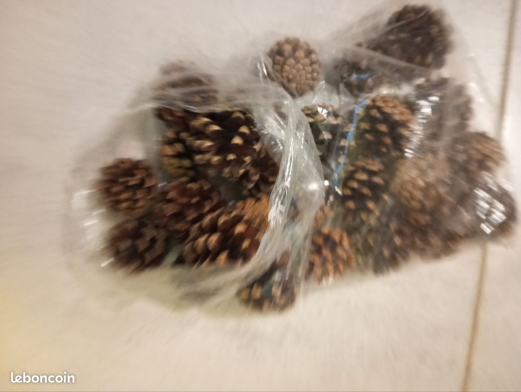 Lot de pommes de pin (image 1)