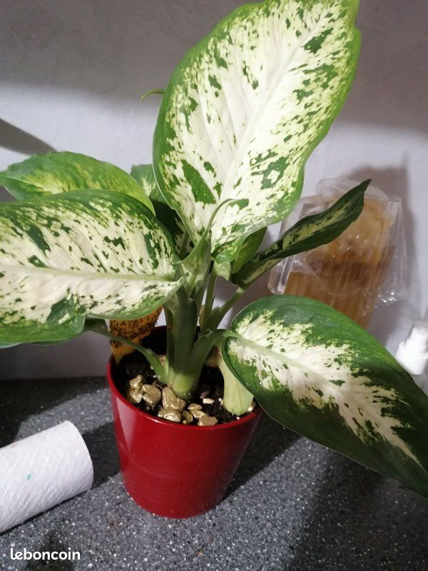 Diffenbachia, begonia escargot et oxalys (image 2)