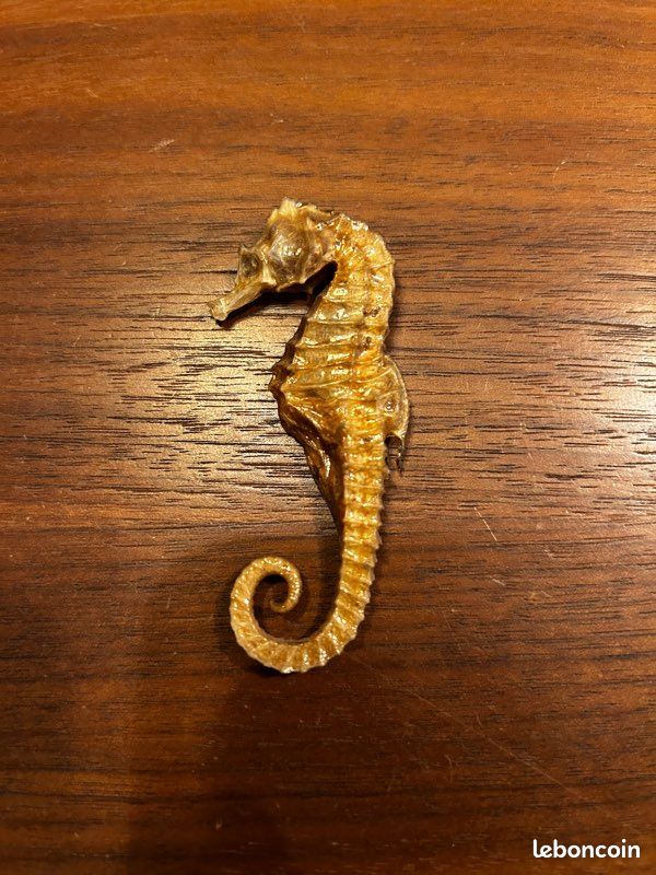 Hippocampe fossilisé (image 3)