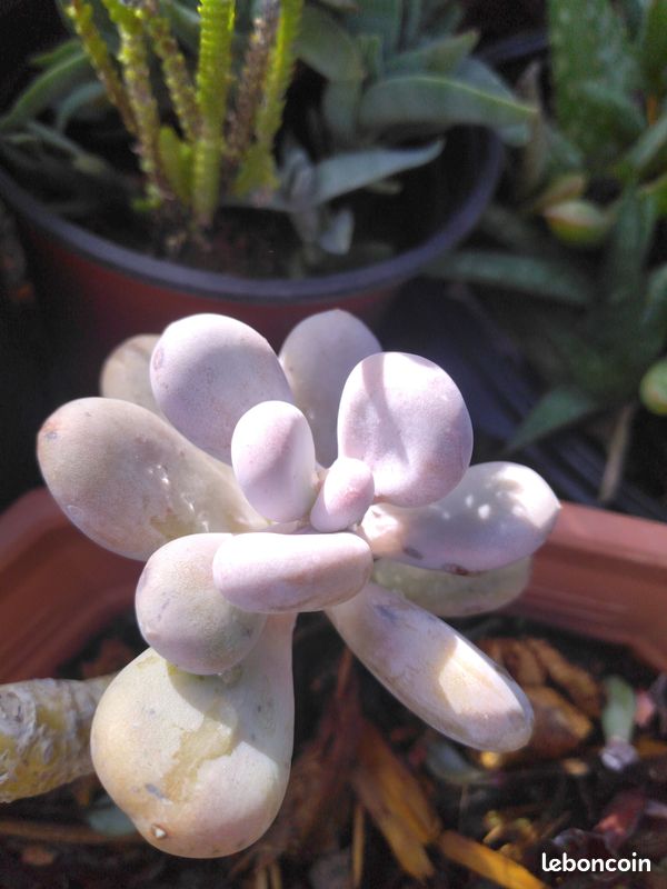 Plantes exotiques (image 1)