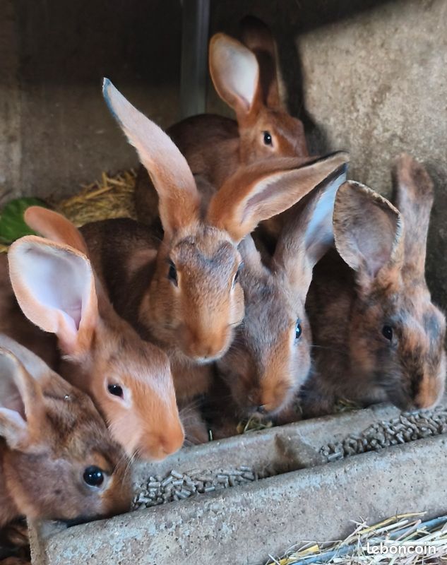 Lapins fermier (image 1)