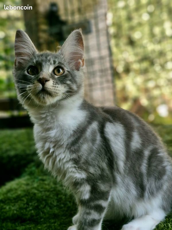 2 chatons Maine coon LOOF (image 4)