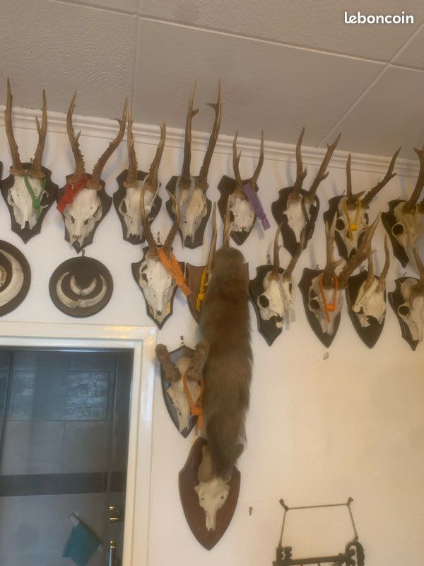 Bois de cerf (image 4)