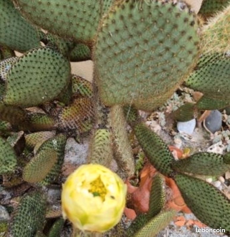 cactus saguaro South American Saguaro | Argentine Saguaro main image 0