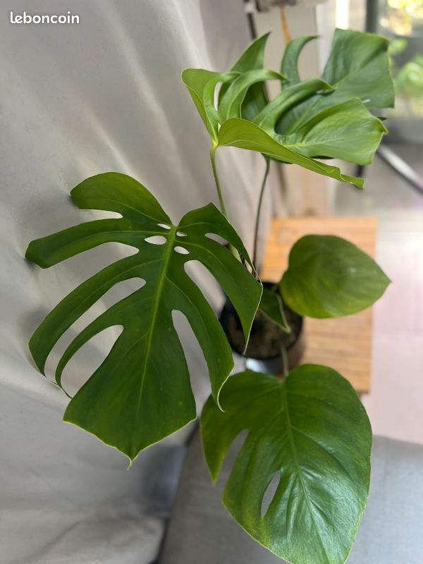 Monstera Deliciosa var Brazil - Jardin & Plantes