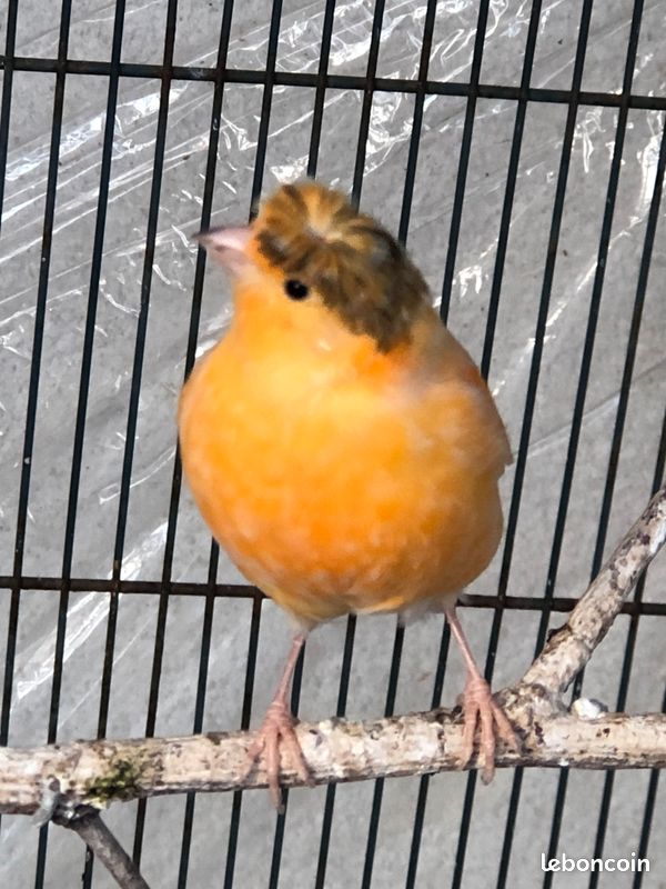Canaris (image 1)