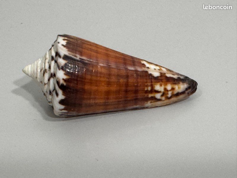 Coquillage de collection Strategoconus generalis ? 6,4 cm , vintage années 70 , excellent état (image 2)