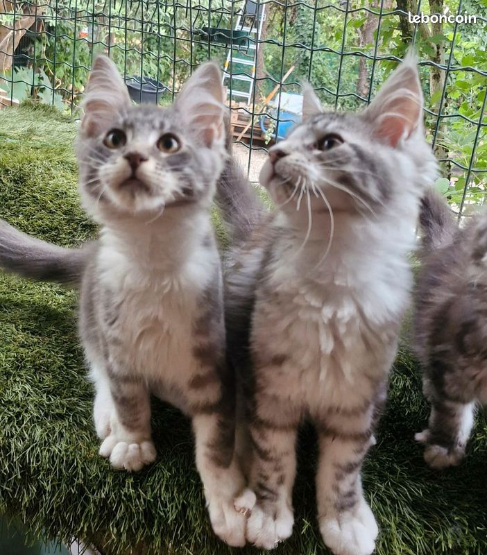 2 chatons Maine coon LOOF (image 1)