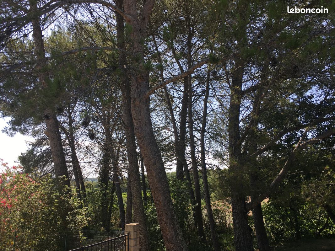 Donne arbres à couper sur pieds (image 2)