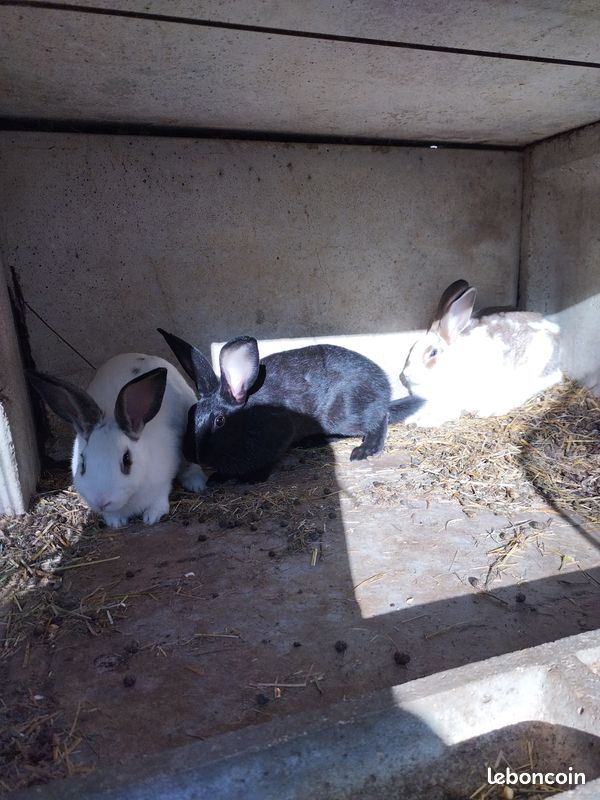 Lapin (image 2)