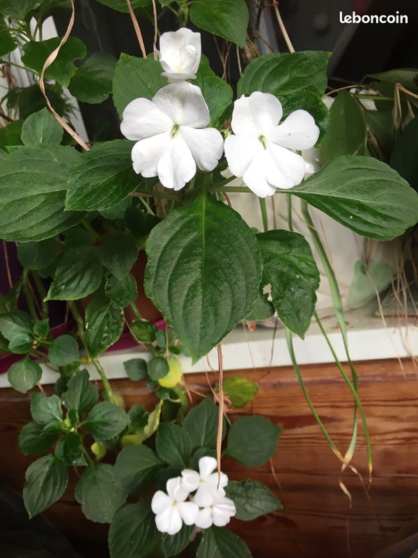 Impatiens marie louise pur blanc & rouge magenta (image 1)