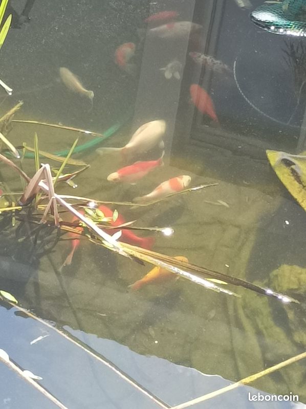Poisson de bassin (image 2)