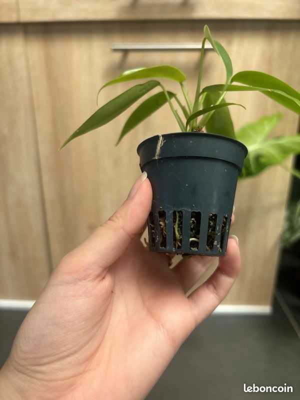 Philodendron florida Green (image 4)