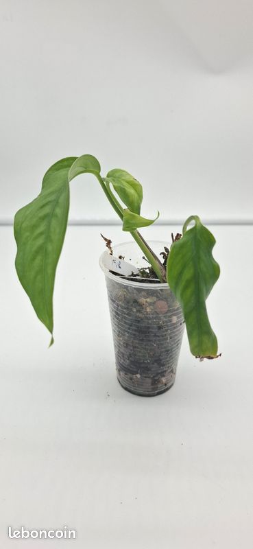 philodendron brandtianum Philodendron brandtianum 'Brandi' – The Plant Lady SF