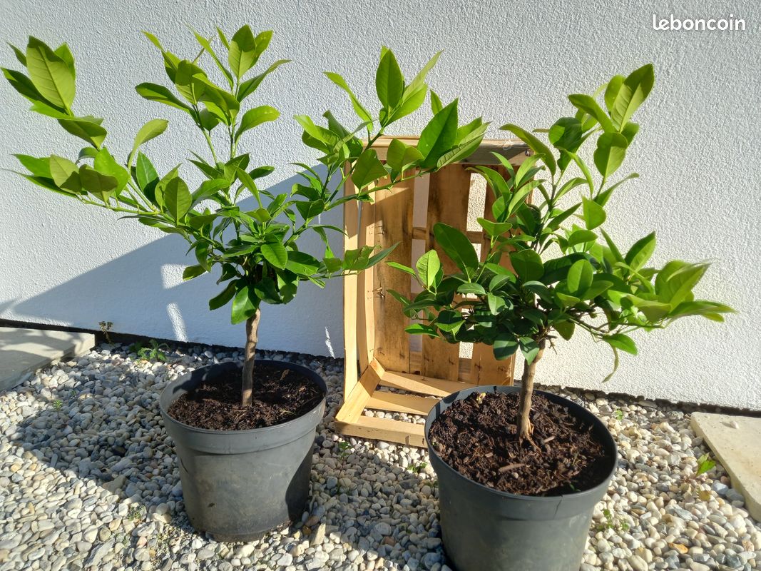 LOT de 2 Citronniers des 4 saisons (image 2)