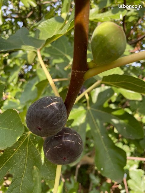 Figues violettes (image 2)